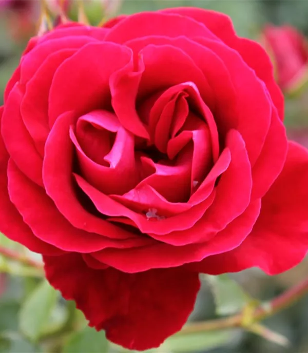 Rosa (Strauchrose) 'Tornella'