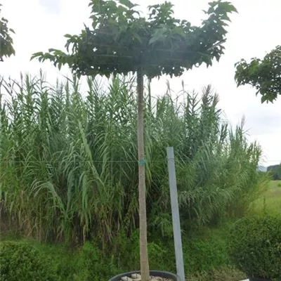 Hochstamm im Container Stammumfang 12 - 14cm - Morus platanifolia dachförmig