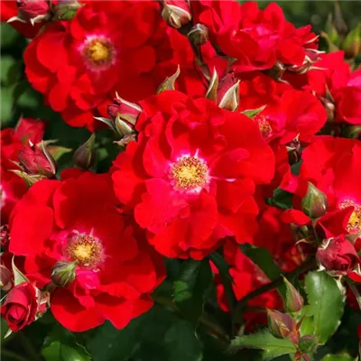 im Container - Strauchrose 'Roter Korsar'® - Rosa (Strauchrose) 'Roter Korsar'