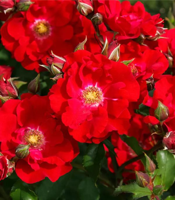 Rosa (Strauchrose) 'Roter Korsar'