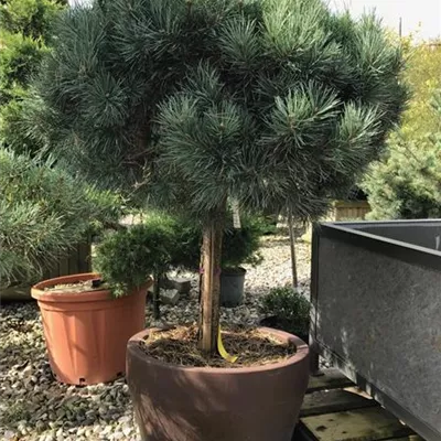Halbstamm im Container 90-100cm - Wald-Kiefer 'Watereri', Stamm - Pinus sylvestris 'Watereri', Stamm