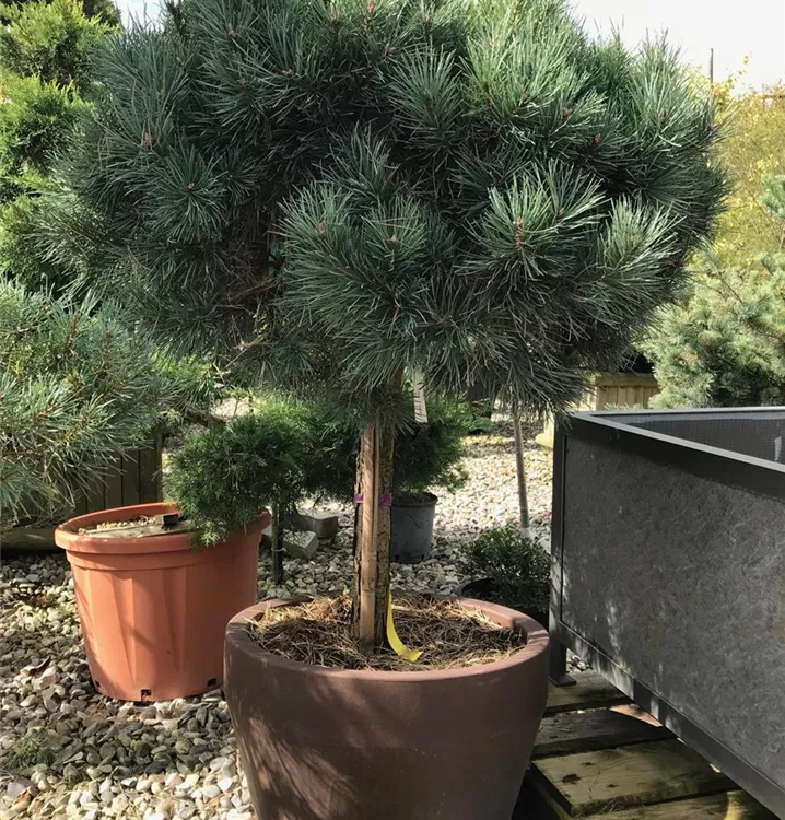 Pinus sylvestris 'Watereri', Stamm, WaldKiefer 'Watereri', Stamm