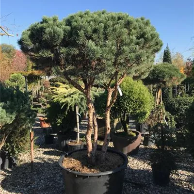 im Container Höhe 175-200cm - Silberkiefer 'Watereri' Schirmform - Pinus sylvestris 'Watereri', Schirmform