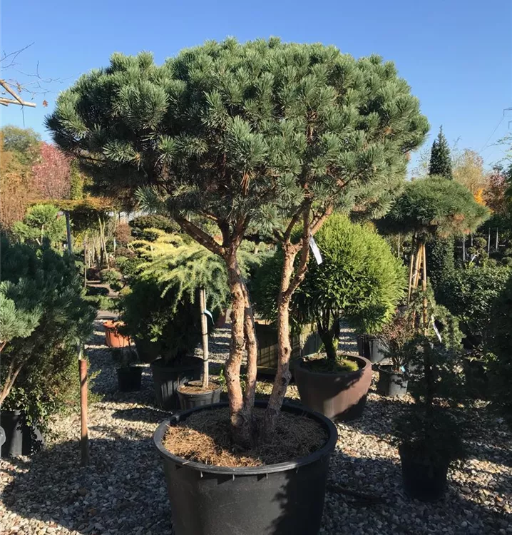 Pinus Sylvestris Watereri Schirmform