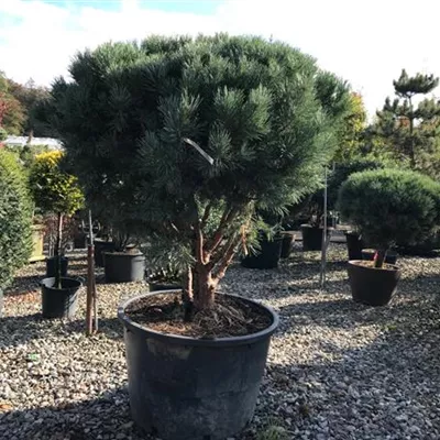 Pinus Sylvestris Watereri Schirmform