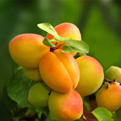  - Säulenaprikose - Prunus (Säulenaprikose) 'Campanilo'