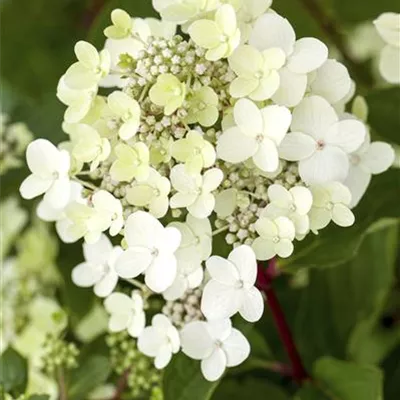 im Container 40 - 50 - Rispen-Hortensie - Hydrangea paniculata 'Vanille-Fraise'