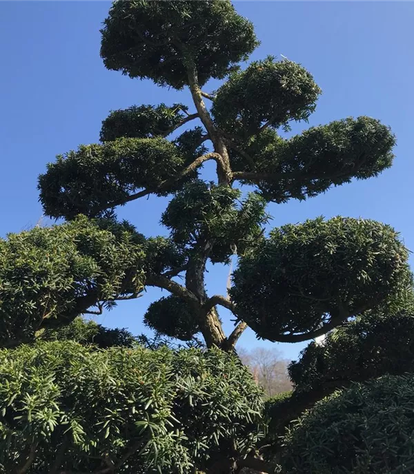 Taxus baccata, Bonsai