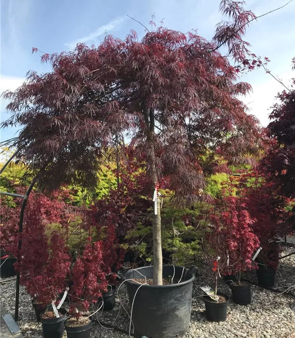 Acer palmatum 'Inaba-shidare', Stamm