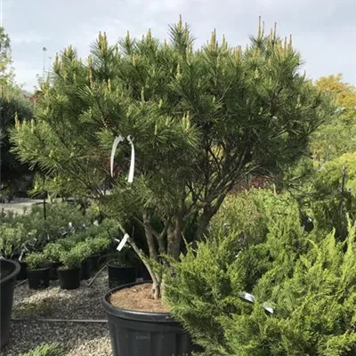 im Container Höhe 140cm - Japanische Rotkiefer 'Umbraculifera' - Pinus densiflora 'Umbraculifera'