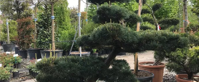 Pinus Bonsai 4.JPG