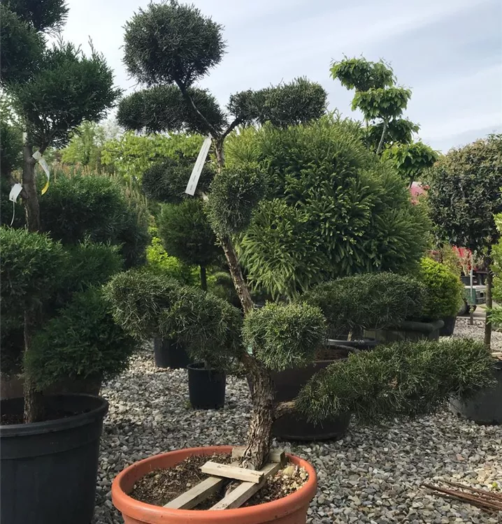 Juniperus pfitzeriana 'Mint Julep', Bonsai, BonsaiWacholder 'Mint Julep'