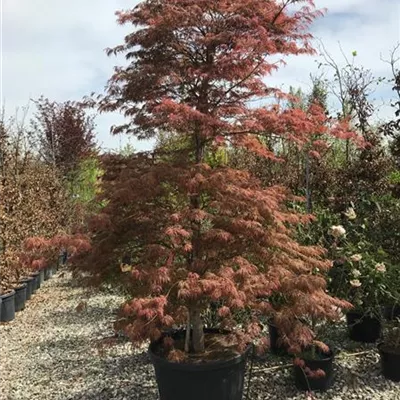 im Container Höhe 200-225cm - Roter Schlitzahorn 'Ornatum' - Acer palmatum 'Ornatum'