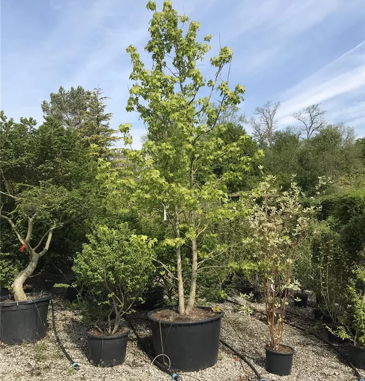 Liquidambar styraciflua mehrstämmig, Amerikanischer Amberbaum mehrstämmig
