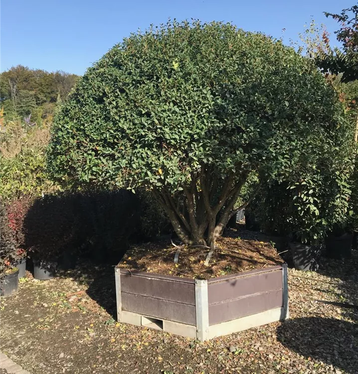 osmanthus-burkwoodii-schirmform-burkwoods-duftbl-te-schirmf-rmig