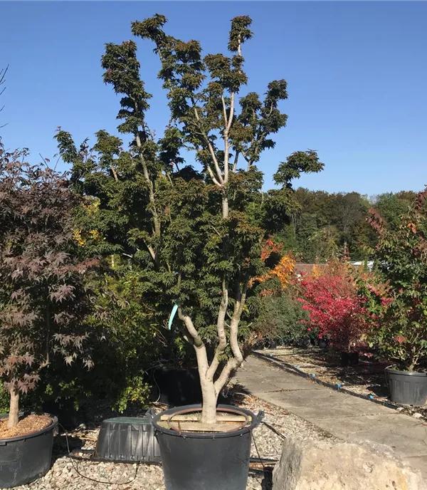 Acer palmatum 'Shishigashira', Schirmform