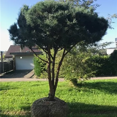 mit Ballen - Silberkiefer 'Watereri' Schirmform - Pinus sylvestris 'Watereri', Schirmform