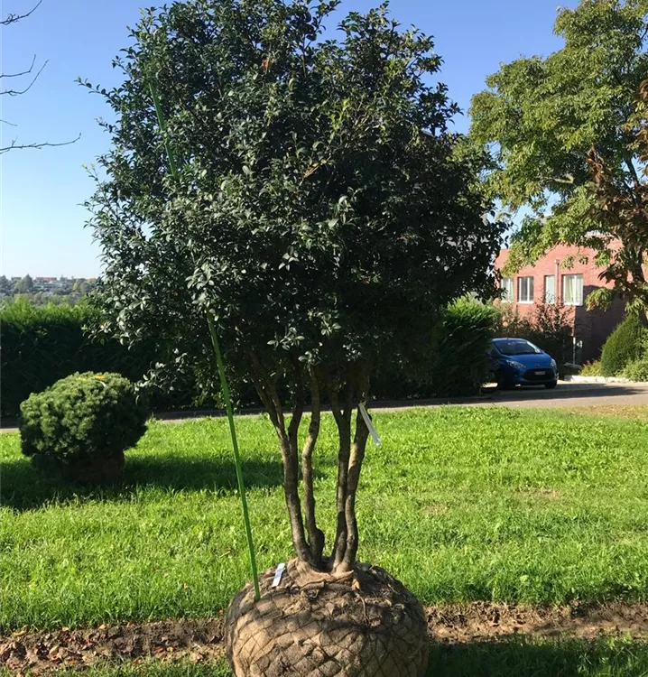 osmanthus-burkwoodii-schirmform-burkwoods-duftbl-te-schirmf-rmig