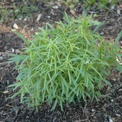 Topfgrösse 1 Liter - Estragon - Artemisia dracunculus
