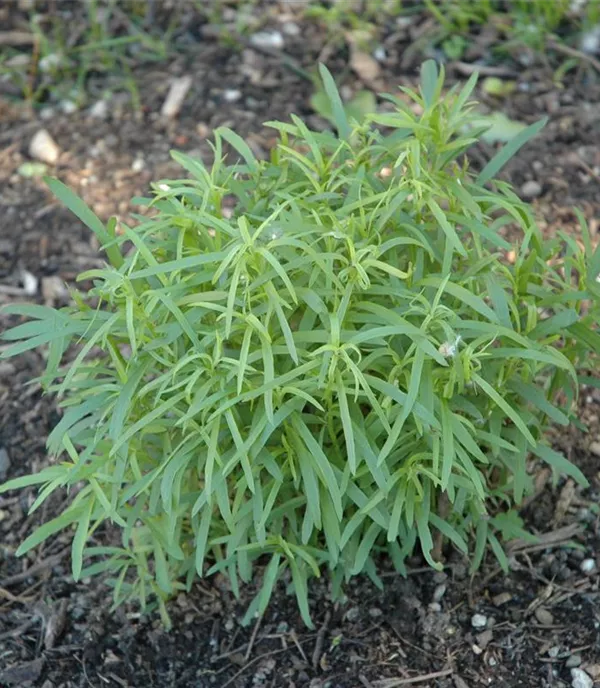 Artemisia dracunculus
