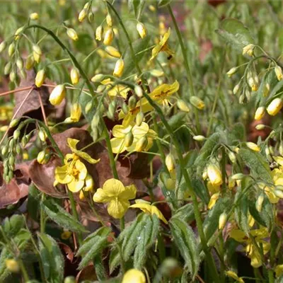 Topfgrösse 0.5 Liter - Elfenblume - Epimedium pinnatum ssp. colchicum
