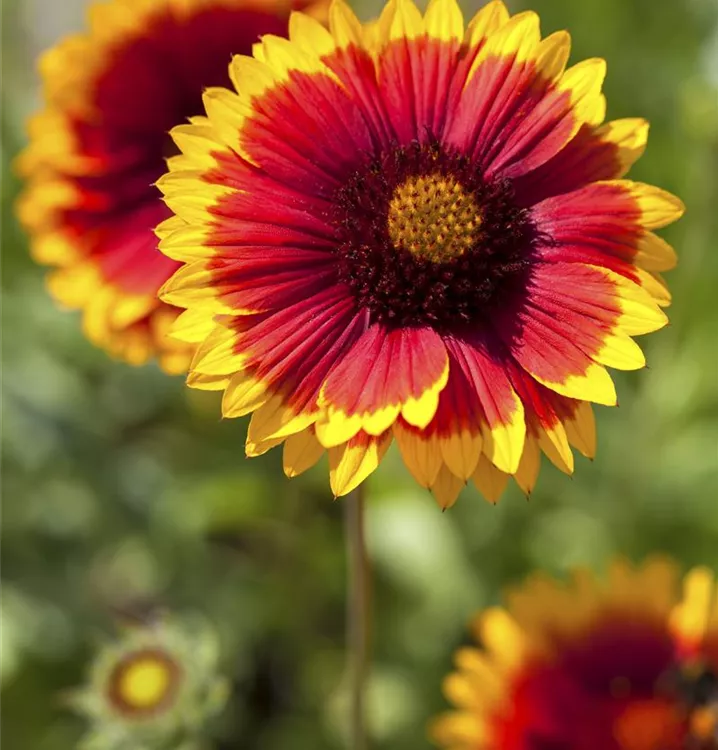 Gaillardia sales grandiflora kobold