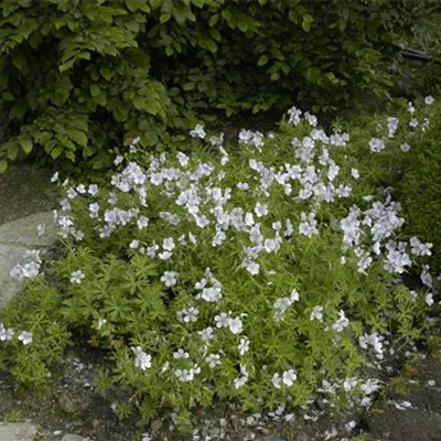 Topfgrösse 0.5 Liter - Storchschnabel - Geranium clarkei 'Kashmir White'