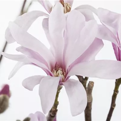 Container 70 - 80 - Tulpen Magnolie - Magnolia soulangeana (x) 'Alexandrina'