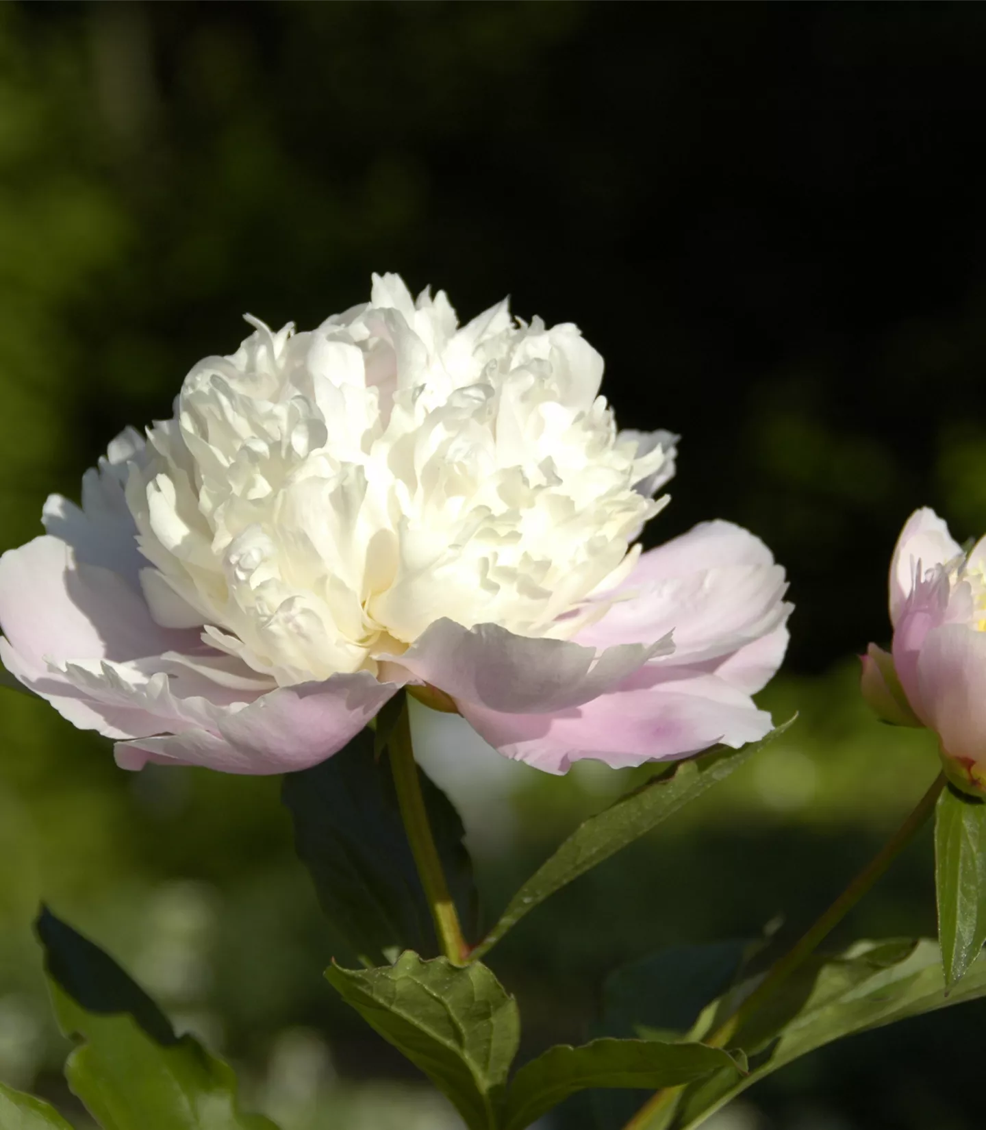 Paeonia (Lactiflora-Gruppe) 'Bowl of Beauty'