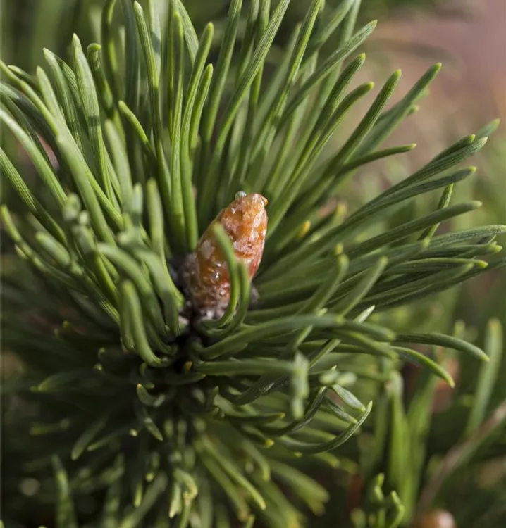 Bergföhre, Zwergform - Pinus mugo 'Alpenzwerg'
