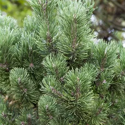 Container 60 - 70 - Bergföhre - Pinus mugo 'Columbo'