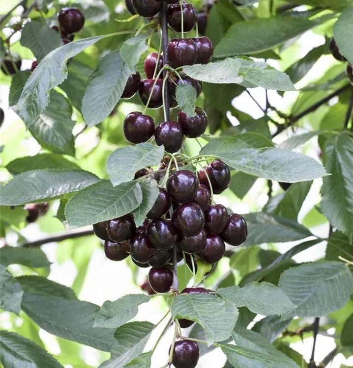 Prunus (Weichsel) 'Schattenmorelle'