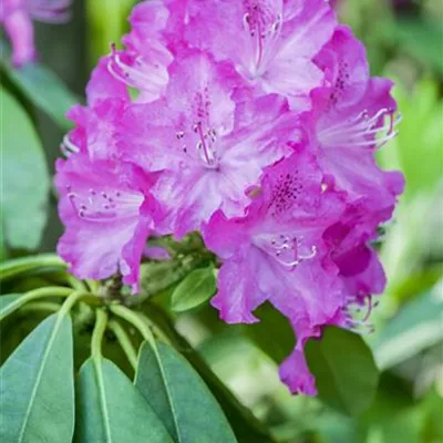 MB/ 40 - 50 - Rhododendron - Rhododendron 'P.J. Mezitt'