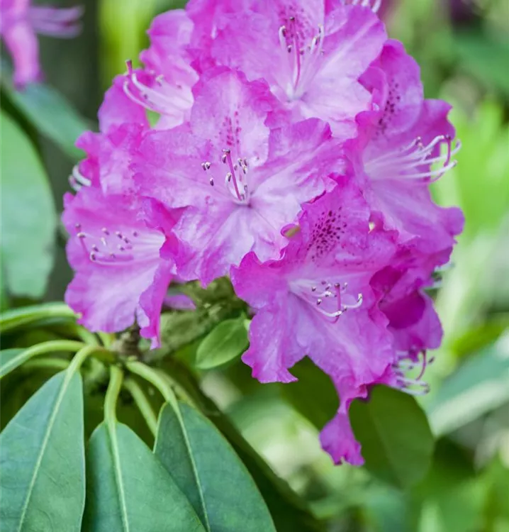 Rhododendron - Rhododendron 'P.J. Mezitt'