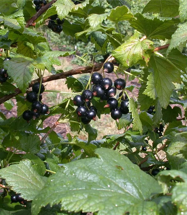 Ribes (Johannisbeere, Cassis) 'Ometa'
