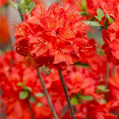 im Container 40 - 50 - Rhododendron, Azalee - Rhododendron (Mollis Azalee) 'Nabucco'
