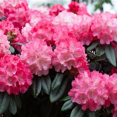im Container 40 - 50 - Rhododendron - Rhododendron (Yakushimanum) 'Fantastica'