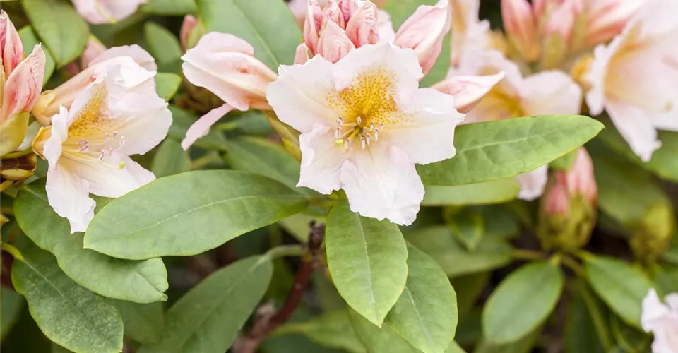 Acheter des rhododendrons pour les colorier dans le jardin