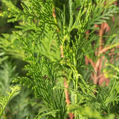 Heckenpflanze mit Ballen Höhe 80-100cm - Riesenlebensbaum Heckenpflanze - Thuja plicata 'Atrovirens' Heckenpflanze
