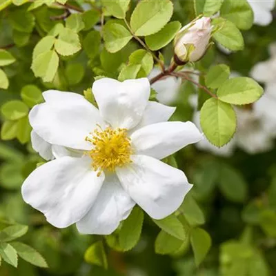 im Container - Bibernell-Rose - Rosa spinosissima