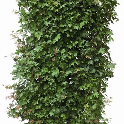 Heckenelement im Karton, bestehend aus 4 Pflanzen, Höhe 200cm - Feldahorn Heckenelement - Acer campestre Heckenelement