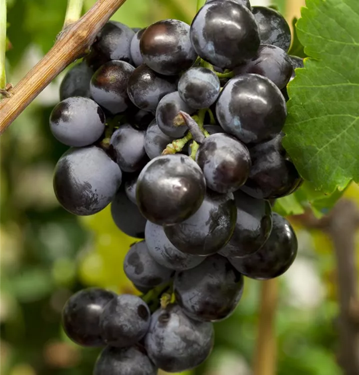 Vitis (Tessinerrebe) 'Early Campbell'