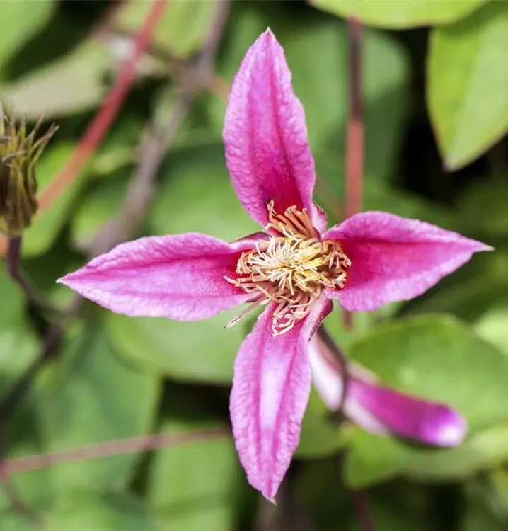Waldrebe, Clematis - Clematis (Texensis-Gruppe) 'Duchess of Albany'
