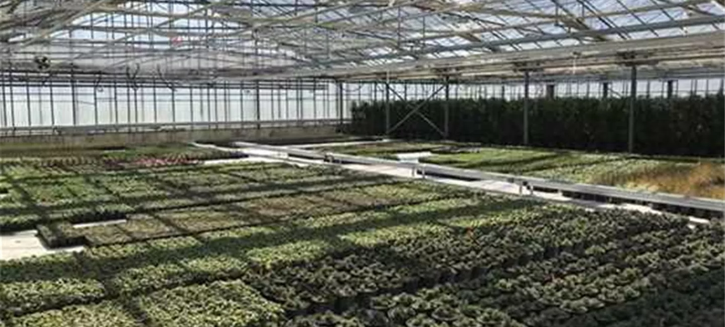 En savoir plus sur la production de plantes vivaces et de plantes couvre-sol chez Bauer Baumschulen Möhlin