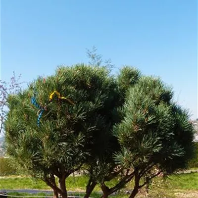 im Container - Silberkiefer 'Watereri' Schirmform - Pinus sylvestris 'Watereri', Schirmform