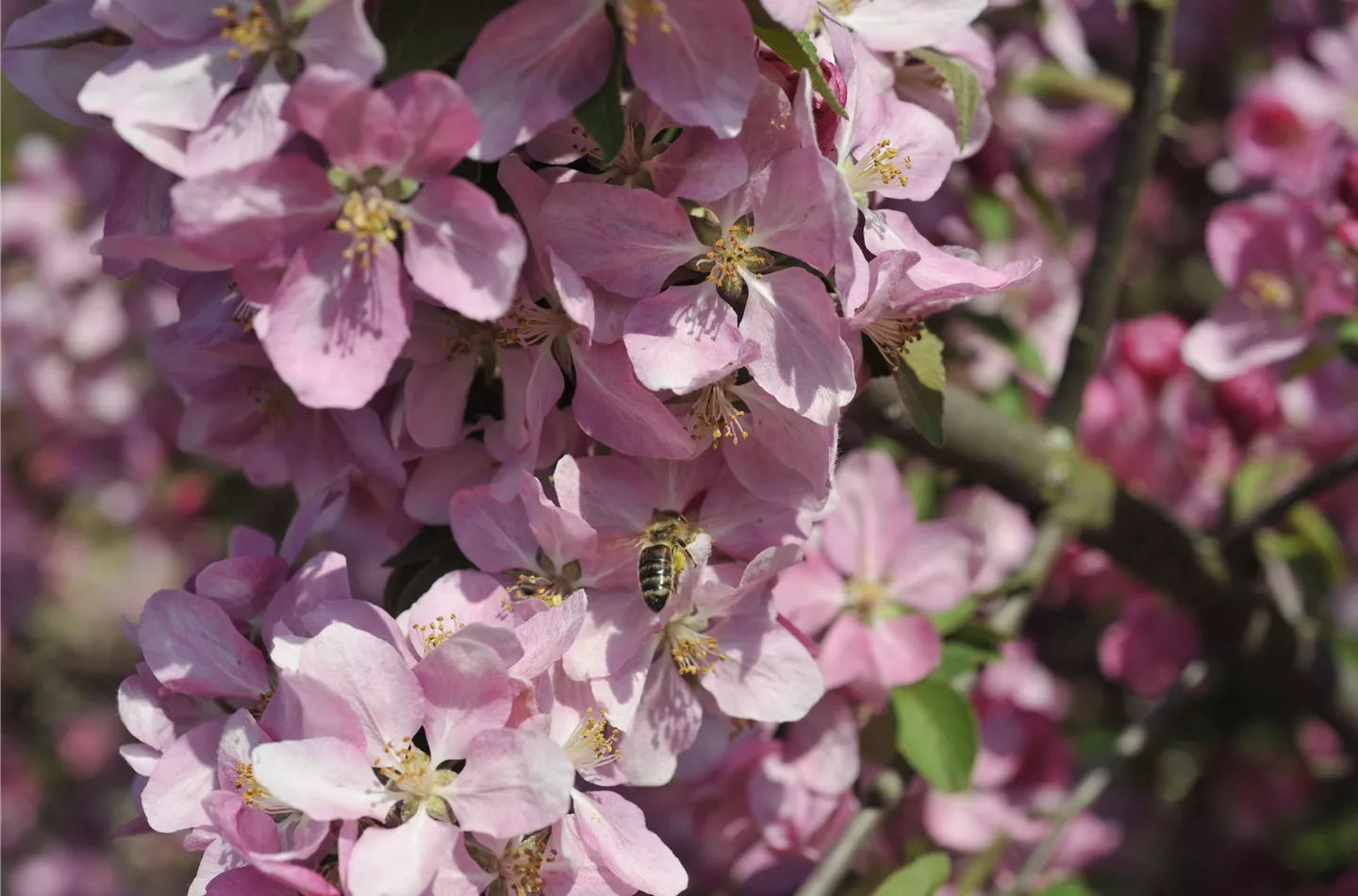 Biene in einer Blüte (GS636405.jpg)