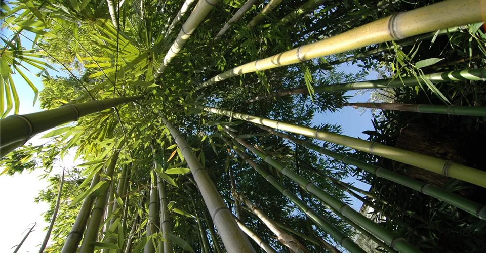 Acheter du bambou et l'utiliser comme écran de protection de la vie privée