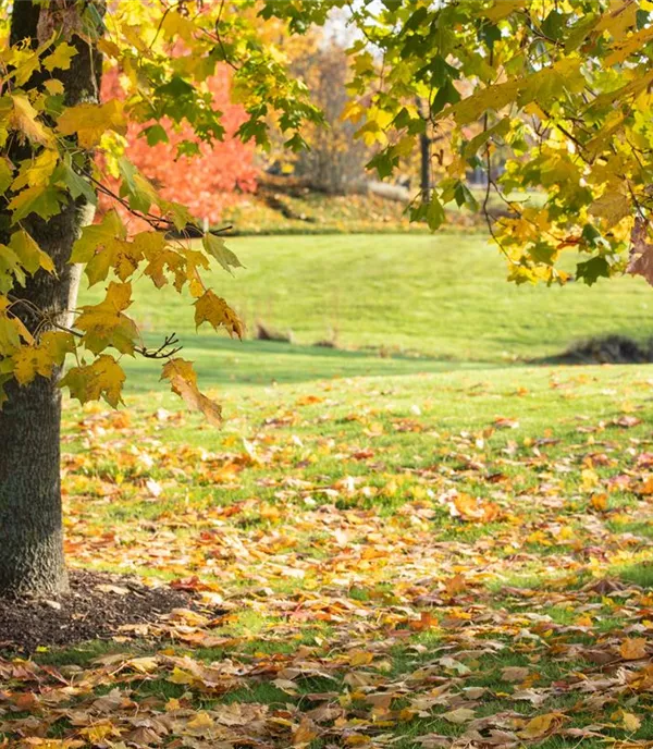 Der Herbst: Ideale Pflanzzeit für die Laub- und Nadelgehölze