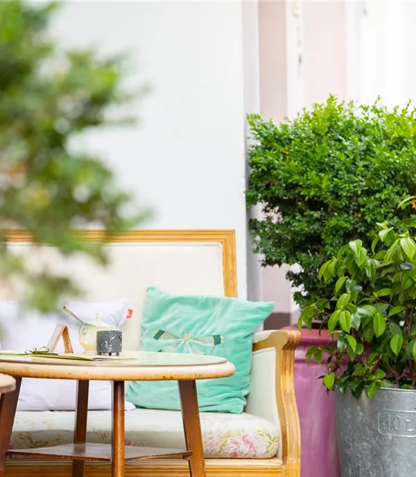 Garten auf kleinem Raum: Kübelpflanzen für Terrasse, Garten und Balkon