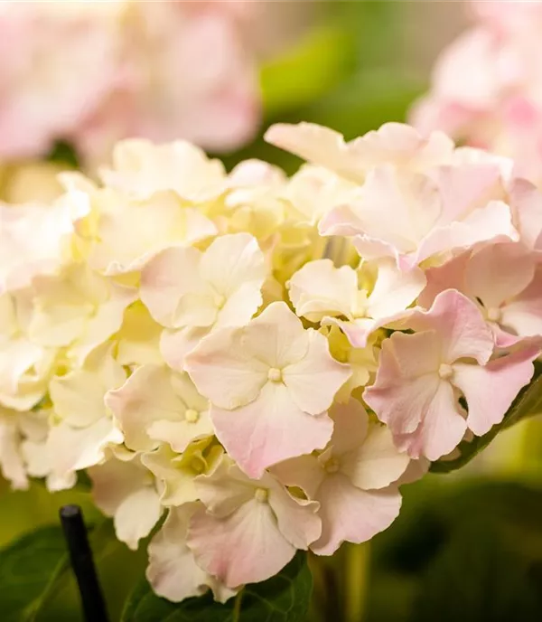 Hortensien – Leuchtende Schönheiten, nicht nur im Bauerngarten